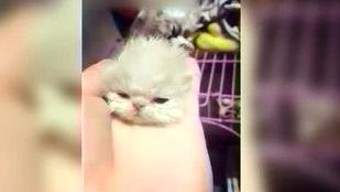 揭秘娱乐圈假新闻与吃瓜铲子现象发展