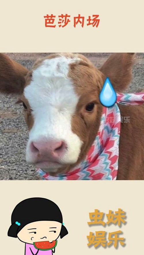 吃瓜女艺人“瓜姐”遭娱乐圈大佬拉黑，风波背后的坚韧与转型